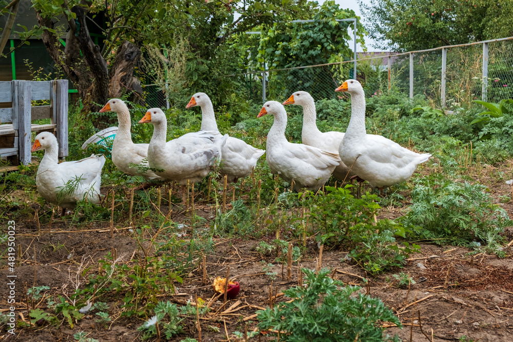 Obraz premium geese in the farm