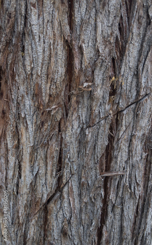 Textura de corteza de árbol