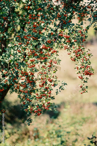 Fototapeta Naklejka Na Ścianę i Meble -  Red hawthorn berries on green branches