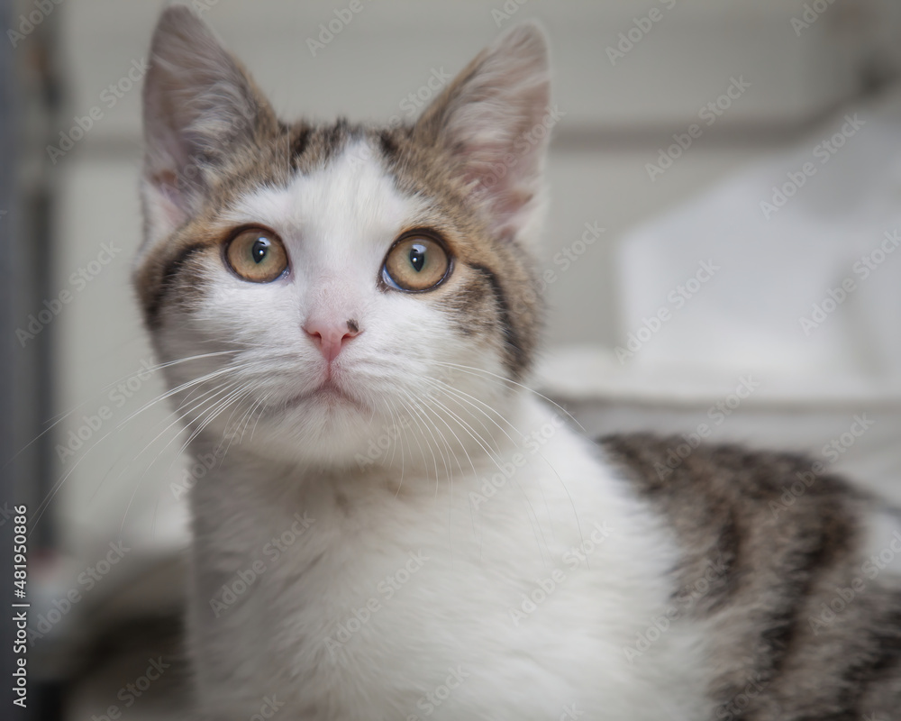 A beautiful cat looking straight at the camera wondering what on earth you are doing!