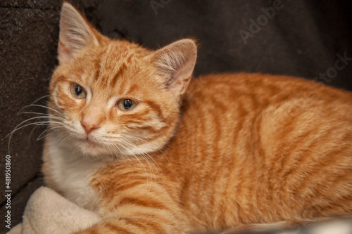 A beautiful cat looking straight at the camera wondering what on earth you are doing!