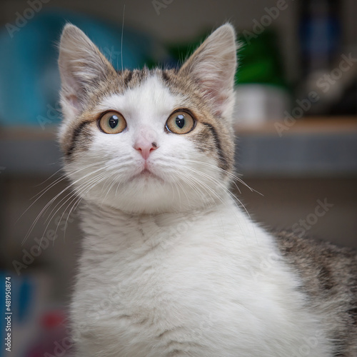 A beautiful cat looking straight at the camera wondering what on earth you are doing! © John