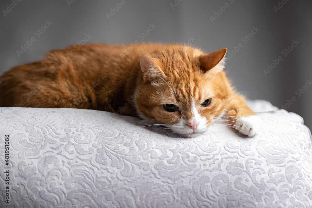 Fototapeta premium Red purebred beautiful cat at home.