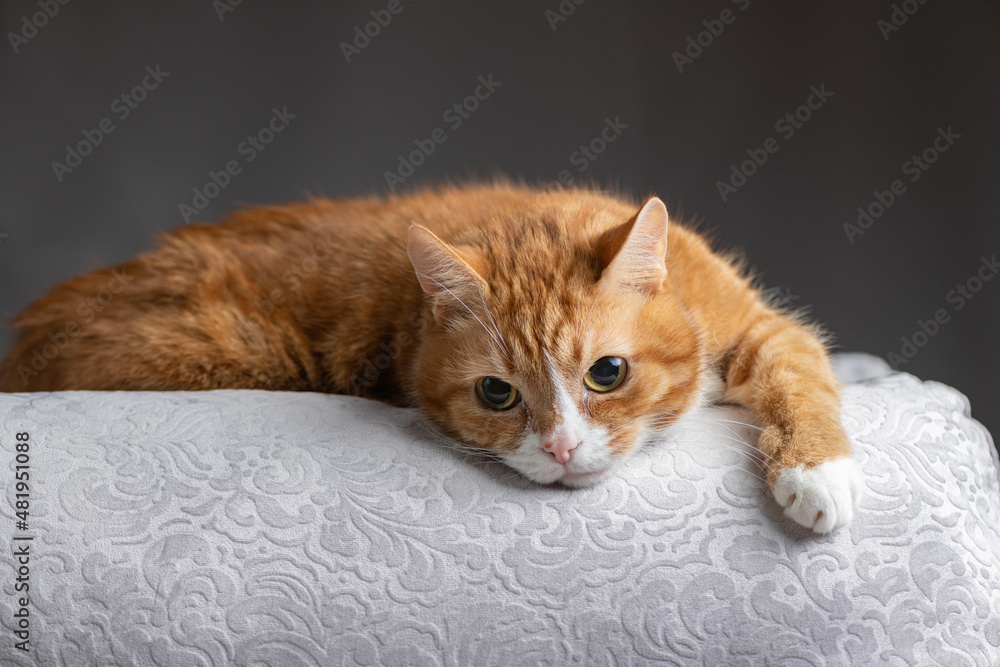 Red purebred beautiful cat at home.