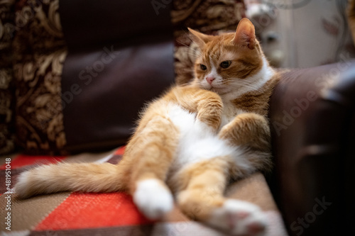 Red purebred beautiful cat at home. © shymar27