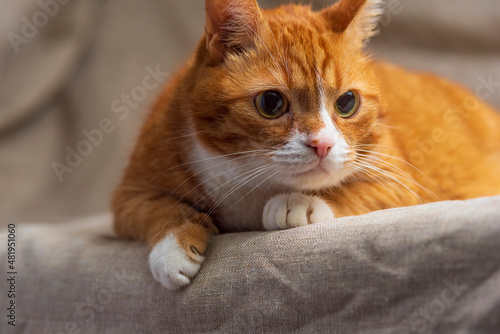 Red purebred beautiful cat at home. © shymar27