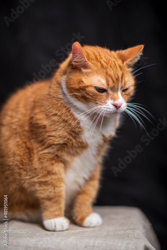 Fototapeta Naklejka Na Ścianę i Meble -  Red purebred beautiful cat at home.