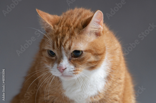 Fototapeta Naklejka Na Ścianę i Meble -  Red purebred beautiful cat at home.