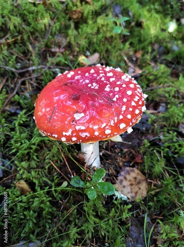 fly agaric in the forest