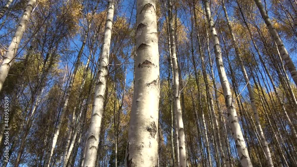 Golden autumn time birch grove in wind Golden autumn time birch grove in wind