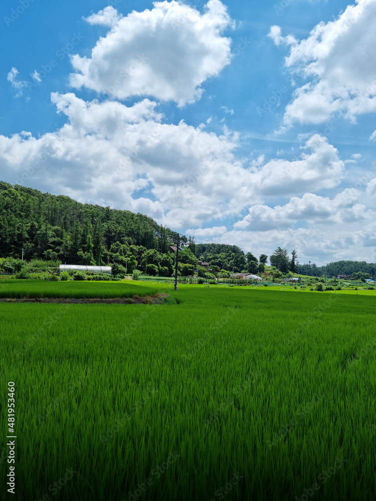 summer green rice field.
Rural landscape. summer green rice field.
Rural landscape.