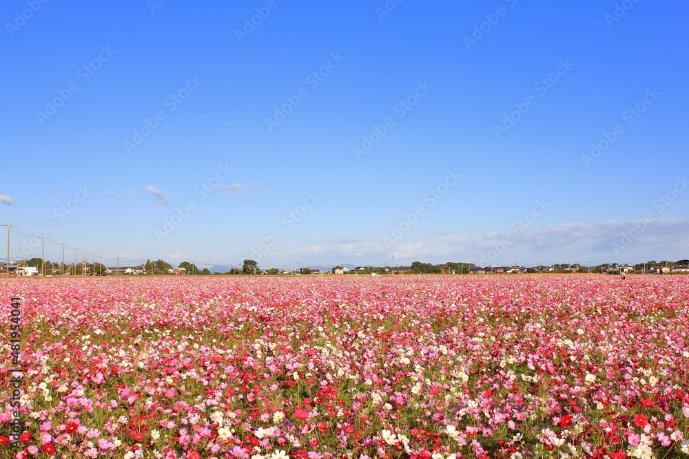 街中のコスモス畑