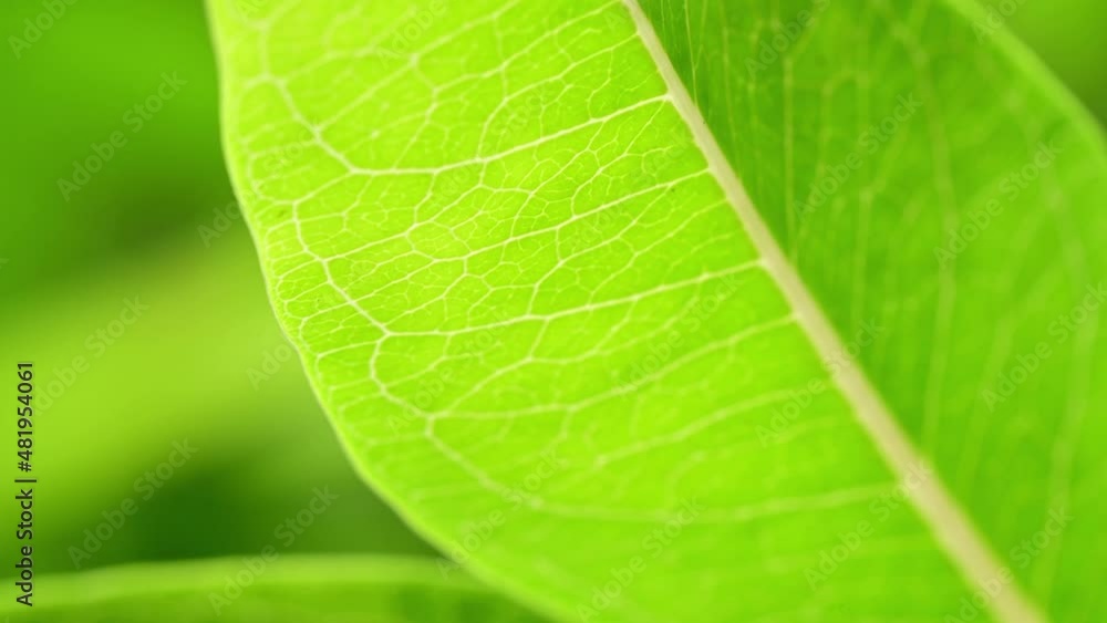 Background of tropical tree leaves swaying in the breeze with patterns forming from their shape and the way sunlight and shadow is falling on the leaves.
Background of tropical tree leaves swaying in the breeze with patterns forming from their shape and the way sunlight and shadow is falling on the leaves.
