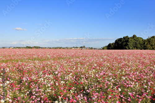 Wallpaper Mural 全盛期のコスモス畑 Torontodigital.ca