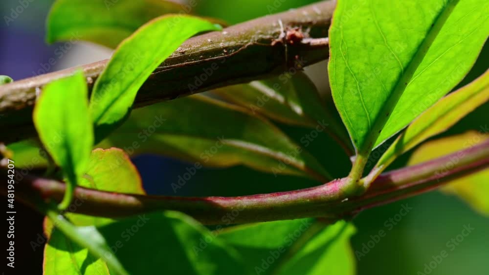 Background of tropical tree leaves swaying in the breeze with patterns forming from their shape and the way sunlight and shadow is falling on the leaves.

