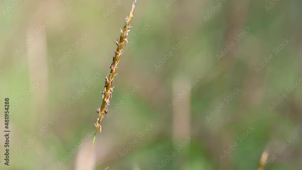 Wind blowing grass flower in the daytime with a sensitive focus in the background. Wind blowing grass flower in the daytime with a sensitive focus in the background.