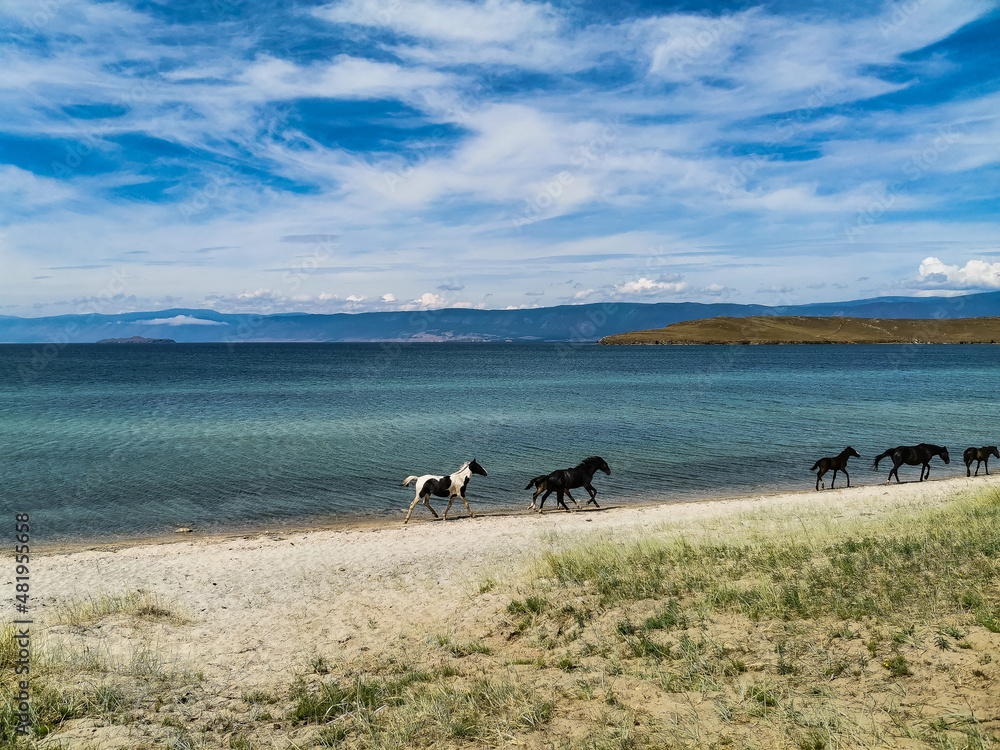 Horses run along the shore of Lake Baikal, Olkhon Island. Russia.