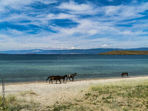 Fototapeta Naklejka Na Ścianę i Meble -  Horses run along the shore of Lake Baikal, Olkhon Island. Russia.