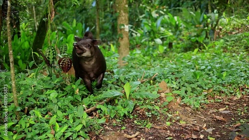 A Baird's tapir, Tapirus bairdii, sniffing the air in a tropical forest: sounds of the tapir and surrounding forest are included