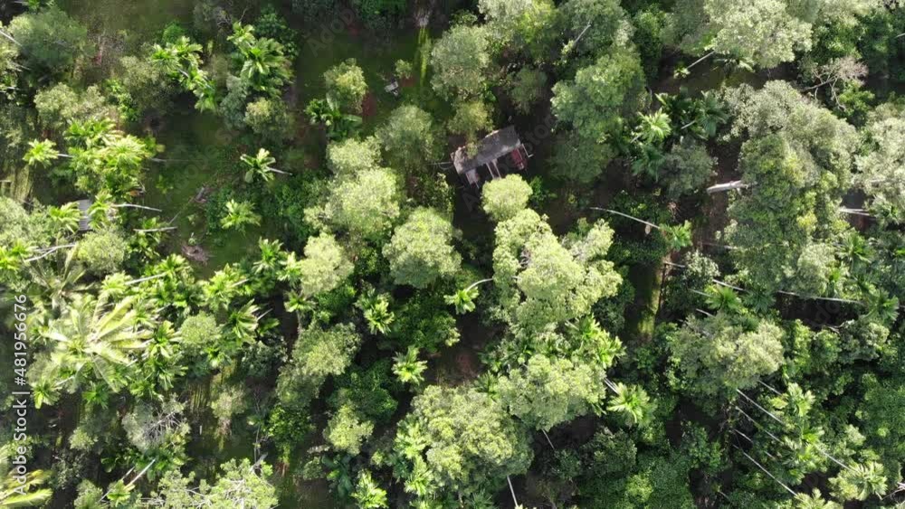 Tropical green tree forest morning sunrise light on nature park nature landscape Tropical green tree forest morning sunrise light on nature park nature landscape