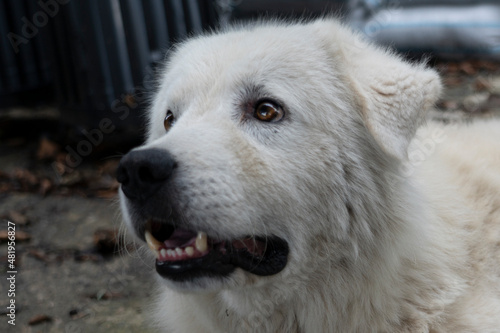 muzzle of a beautiful white big dog