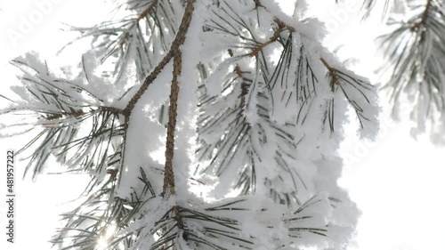 Winter landscape. Trees in the snow. 4k video