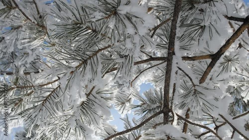 Winter landscape. Trees in the snow. 4k video