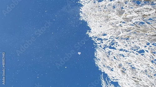 Winter landscape. Trees in the snow. 4k video