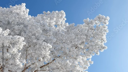 Winter landscape. Trees in the snow. 4k video