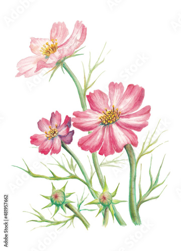 hand painted watercolor illustration of pink cosmos flowers  isolated on white background