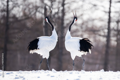 Tablou pe pânză Two Japanese Red Crown Cranes wooing in Winter, Kushiro, Japan