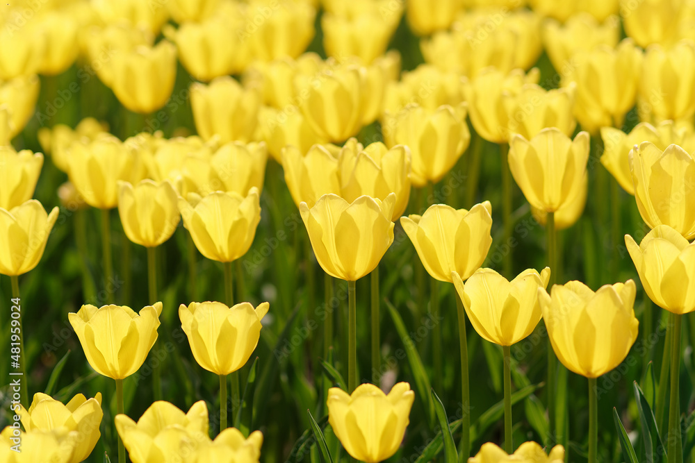 Group of colorful tulip flowers in tulip field at winter or spring day for postcard beauty decoration and agriculture concept design. Group of colorful tulip flowers in tulip field at winter or spring day for postcard beauty decoration and agriculture concept design.