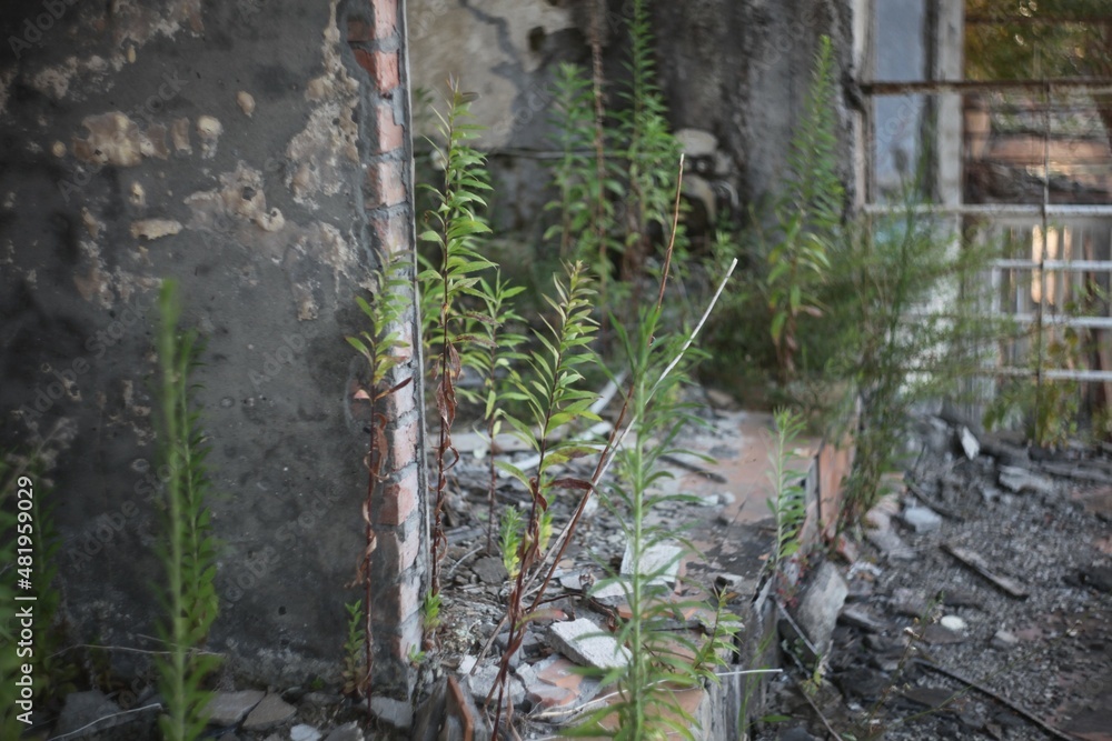 Abandoned building scenery in summer in daytime Abandoned building scenery in summer in daytime