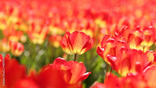 Group of colorful tulip flowers in tulip field at winter or spring day for postcard beauty decoration and agriculture concept design.