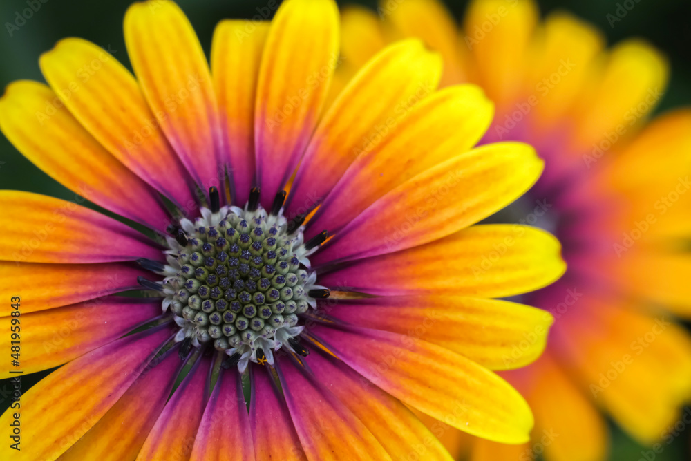 Yellow and orange Cape Marguerite daisy ; frontal view ; close up ; soft mirror image Yellow and orange Cape Marguerite daisy ; frontal view ; close up ; soft mirror image