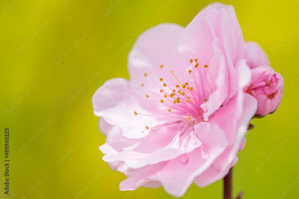 Obraz premium 桃の花クローズアップ