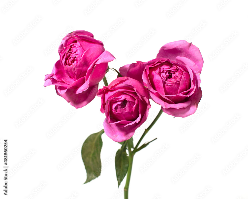 Pink rose flowers isolated on white background.