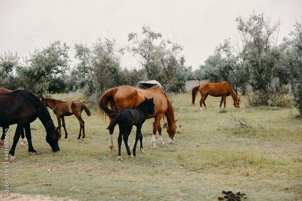 herd of horses eating grass in the ranch field mammals herd of horses eating grass in the ranch field mammals