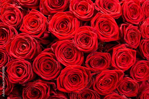 Large group of dark red roses close up.