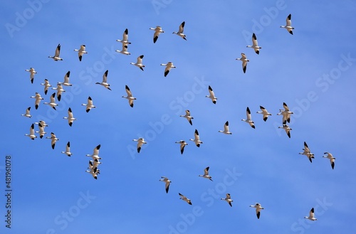 a flock of white snow geese in flight against a blue winter sky in bernardo state wildlife refuge near socorro, new mexico