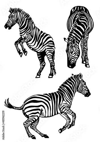 Vector collection of zebras on white  graphical elements of zebra. Abstract stripy animals