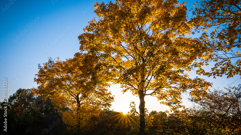 Fototapeta premium Baum im Herbst