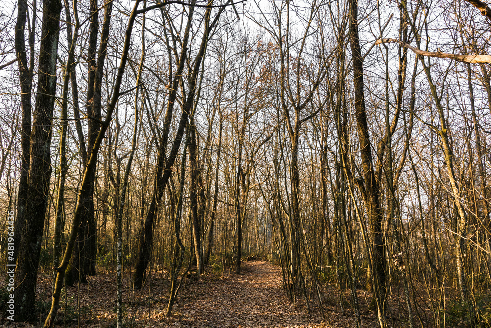 Obraz premium foresta