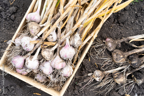 garlic crop close-up, background food