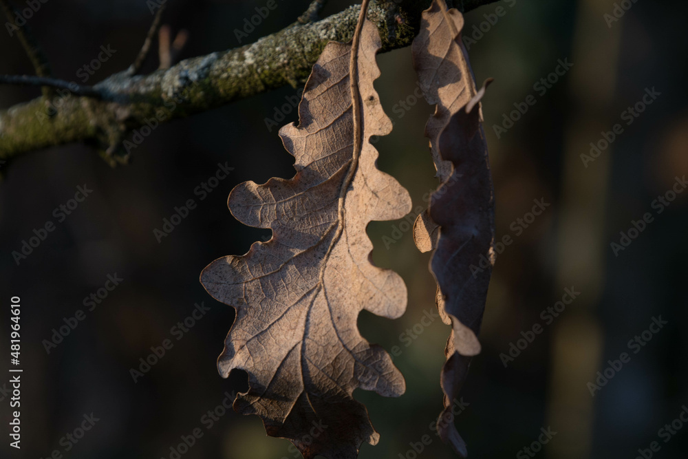 Fototapeta premium autunno