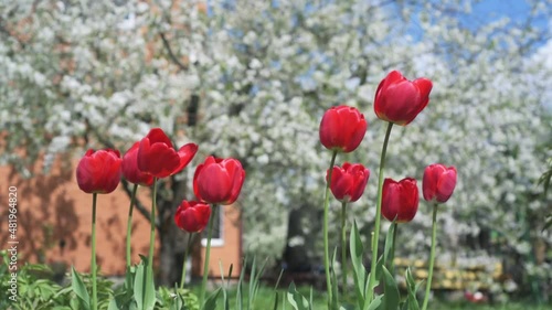 Big red tulips swaying in the wind against blossomy trees in spring