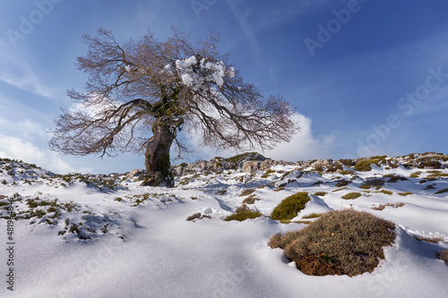 Gall oaks or mountain oaks (Quercus Faginea) in the Sierra de las Nieves National Park in Malaga. Spain.