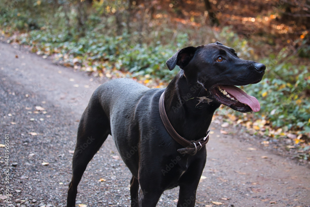 Black labrador retriever with slobber on his neck looking off to the side standing on a path in the Palatinate forest of Germany on a fall day.