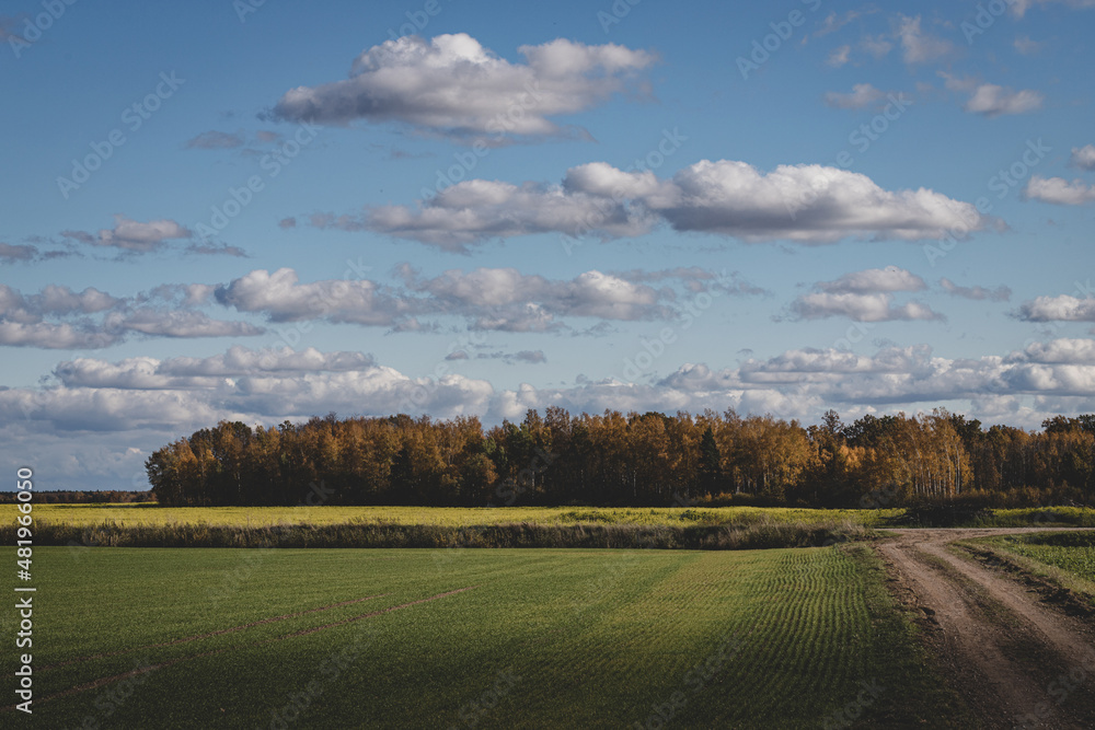 Fototapeta premium green agricultural field, dirt road, forest ahead, blue sky with fluffy clouds