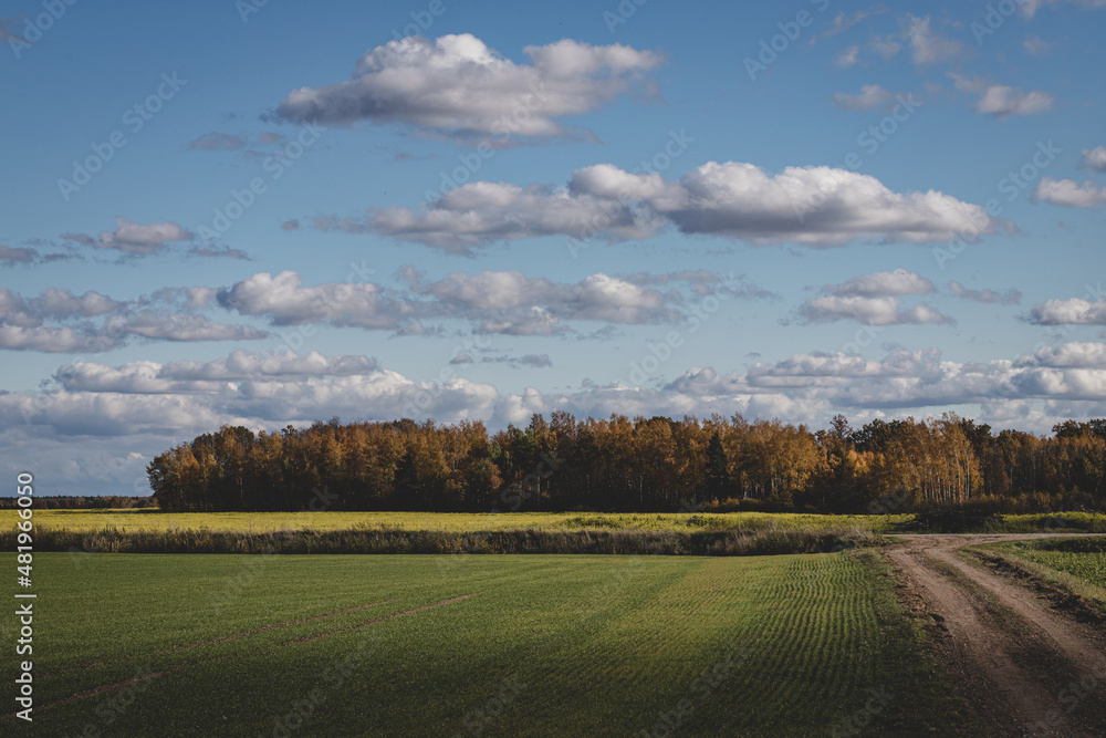 green agricultural field, dirt road, forest ahead, blue sky with fluffy clouds